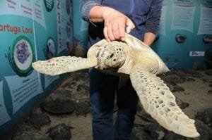 RESCATAN Y LIBERAN A MÁS DE 200 TORTUGAS VARADAS EN PLAYAS DE TAMAULIPAS
